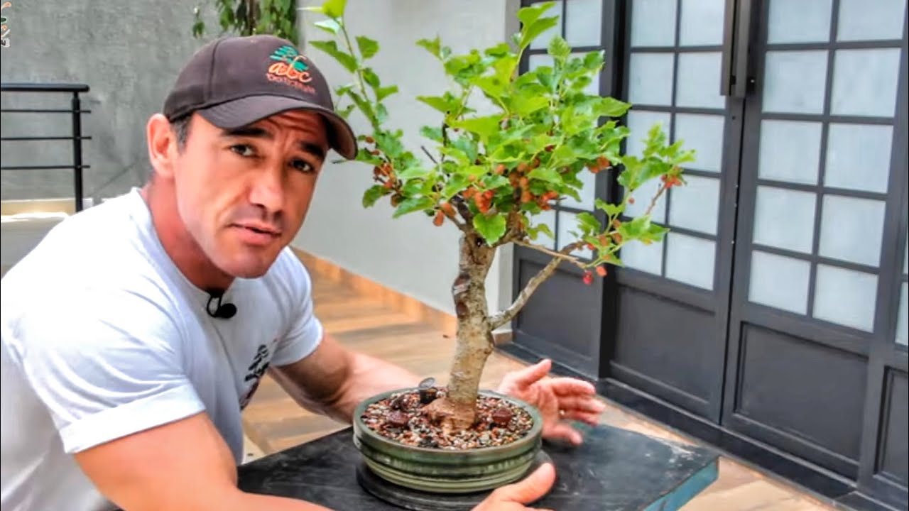 BONSAI DE AMORA | COMO FAZER DESDE O INÍCIO | PT 3