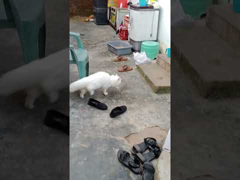 Fahmi and Farah biya#cat #cuteecats#