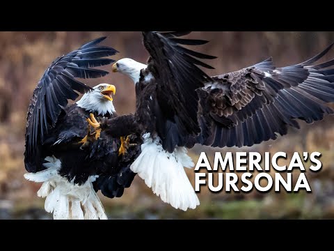 Bald Eagle: America’s Fursona