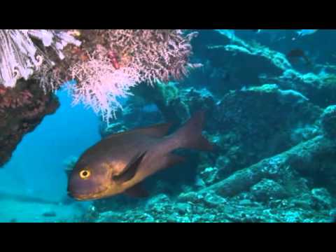 USS Liberty Shipwreck - Tulamben - Bali Reef Divers - Dive Bali