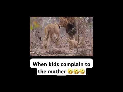 Lioness Mother scolded the lion father