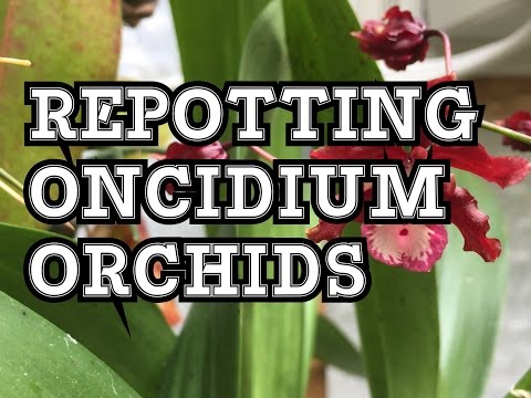 ONCIDIUM ORCHID CARE: HOW TO REPOT ONCIDIUM SHARRY BABY AND SIMILAR ORCHIDS
