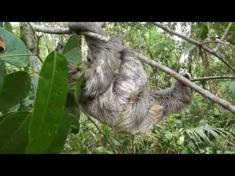 Djungelvandring i Amazonas, Brasilien