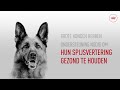Royal Canin SHN Maxi