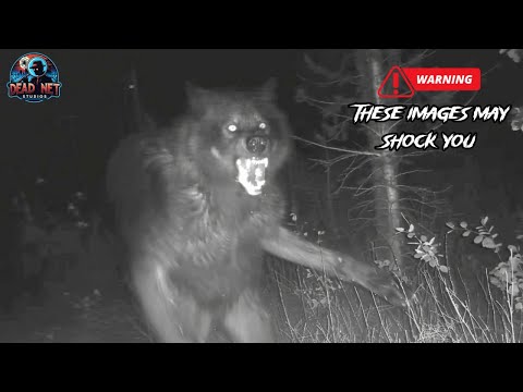 10 Real Dogman Sightings: The Investigation Continues...