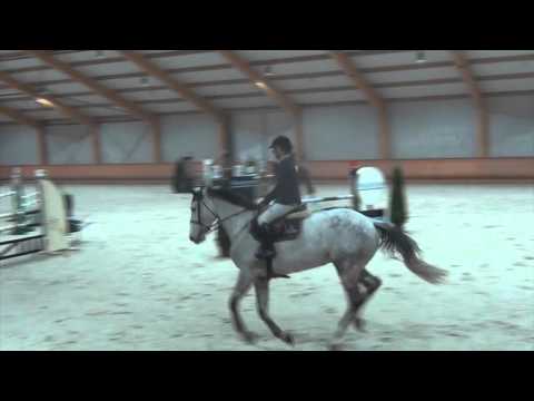 Beesje 7 years old (Cancara x Carpaccio)