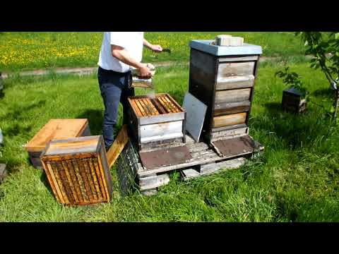 Nix für Anfänger - Schwarmkontrolle für den Profi