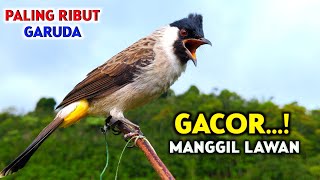 Download lagu Suara Kutilang Gacor Memanggil Lawan GARUDA - Dijamin Langsung Nyaut ! mp3 Download lagu Suara Kutilang Gacor Memanggil Lawan GARUDA - Dijamin Langsung Nyaut ! mp3