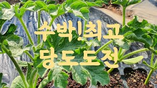 수박! 최고 당도에 도전(모종심기)