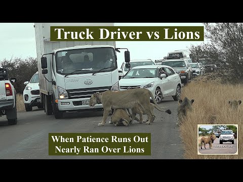 Reckless Truck Driver Scares Lions Off the Road in Kruger National Park