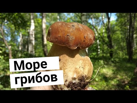 МОРЕ грибов БЕЛЫЕ Лисички Поддубники