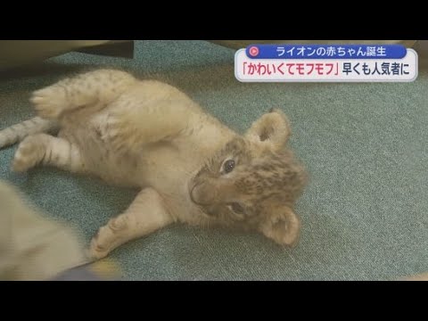 YouTube Video オスとメスの２匹のライオンの赤ちゃんを一般公開静岡・裾野市の富士サファリパーク