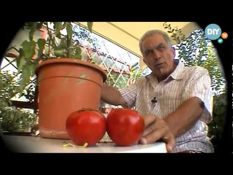 , title : 'Καλλιέργεια ντομάτας στο σπίτι kalliergeia ntomatas spiti @ www.diytv.gr'
