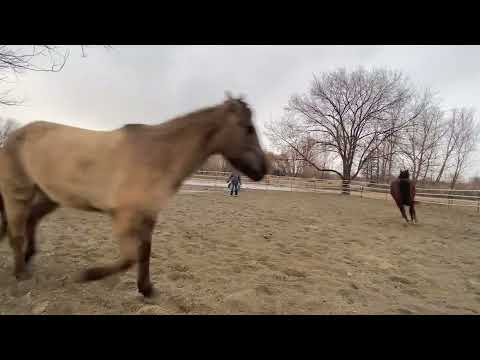 Watch me play at Liberty with 3 horses