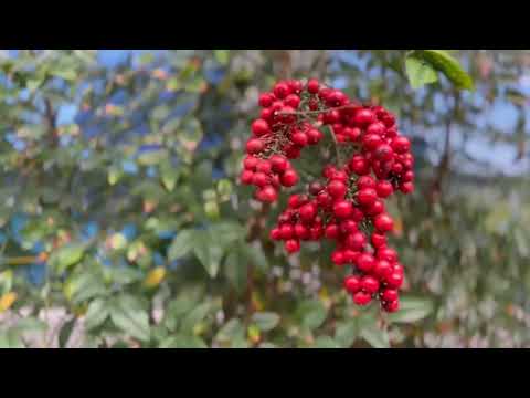 【Diš36】10-Minuta Vodič za Disanje Meditacija nebo