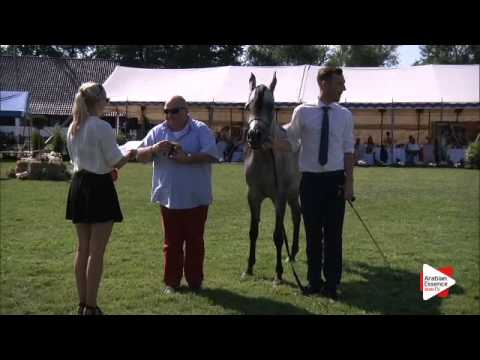 3rd Place N.52 PORLAMAR EL ARYES - Ströhen 2015 C-Show - Senior Mares Championship (Class 17)