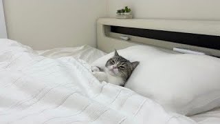 ねこやります