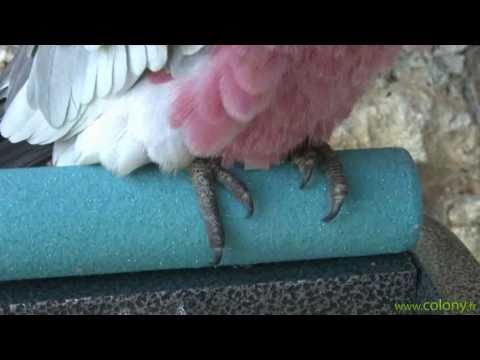 comment soigner bec de perroquet