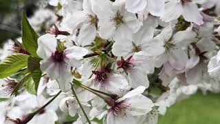 công viên toneri 2026 #travel #japan #さくらみこ #桜