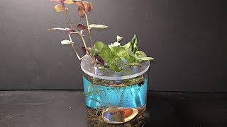 How to grow Kalanchoe succulent in aquarium