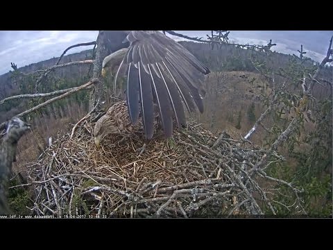 2017/04/15 10h46m Juras Erglis~ Mating :o)