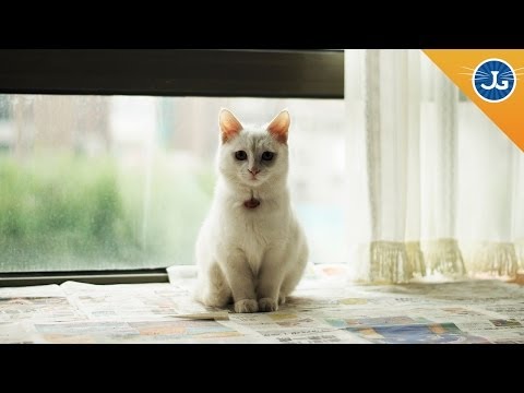 The ONE Thing You Should Know Before Adopting a Cat