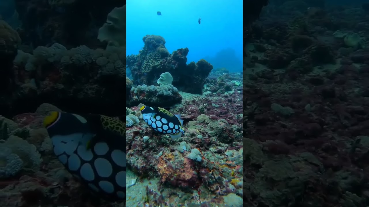 YouTube Short thumbnail