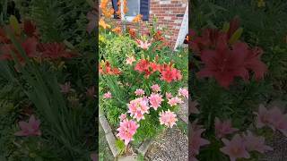 #shorts #Enjoying my garden with beautiful flowers