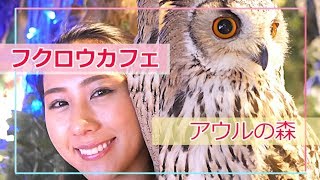 フクロウカフェで癒されてきました！【アウルの森】