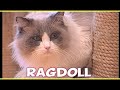 Ragdoll - RAGDOLL trailer documentario (razza felina) Ragdoll - RAGDOLL trailer documentario (razza felina)