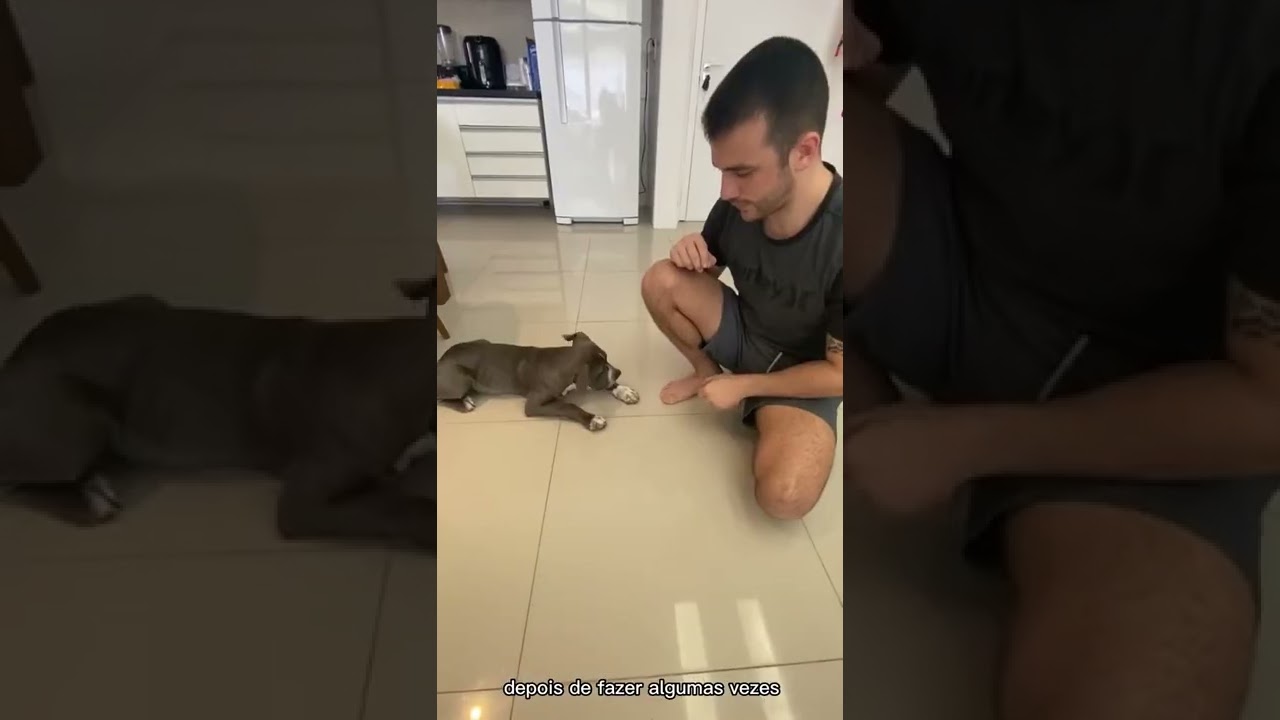 Como ensinar o comando não para o seu cachorro #shorts