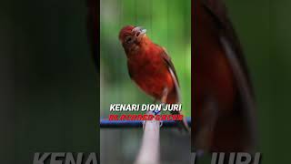 Download lagu KENARI BLACK RED GACOR #pancingankenari #kenarigacor #masterankenari mp3 Download lagu KENARI BLACK RED GACOR #pancingankenari #kenarigacor #masterankenari mp3