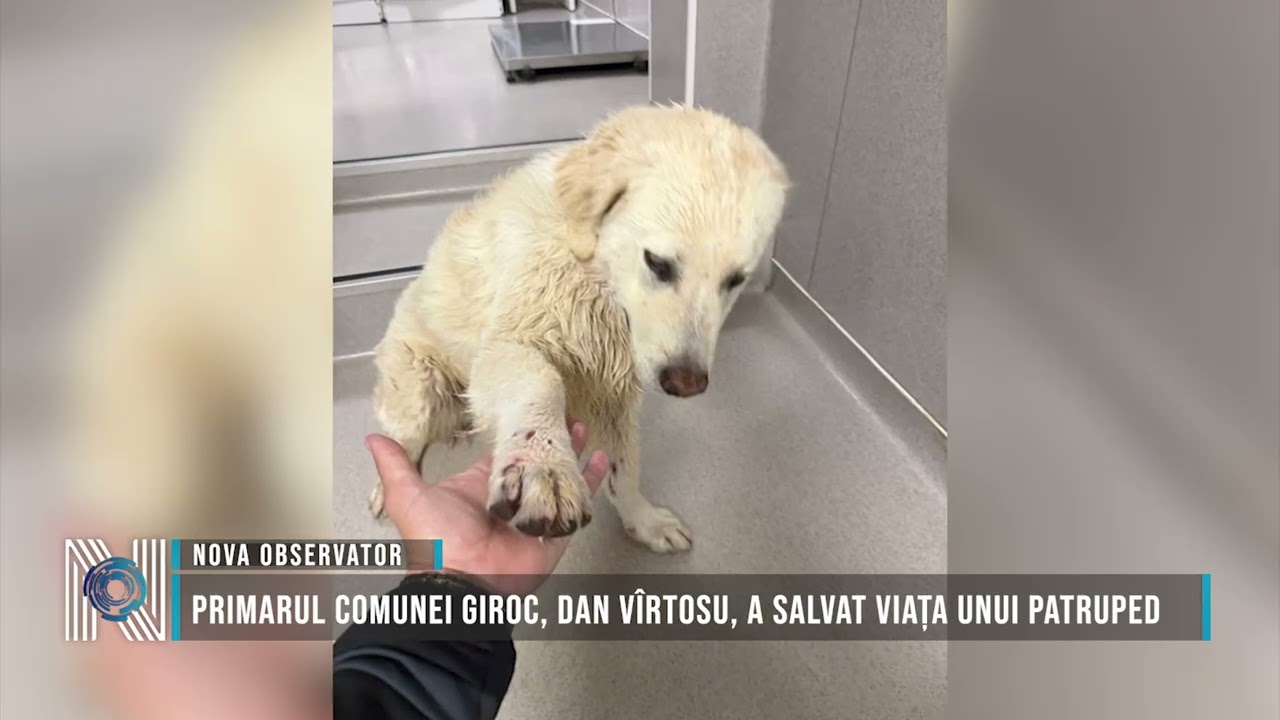 Primarul comunei Giroc, Dan Vîrtosu, a salvat viața unui patruped