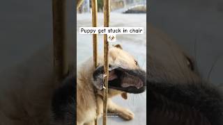 Puppy get Stuck in chair 😰😰 | puppy crying hurt |