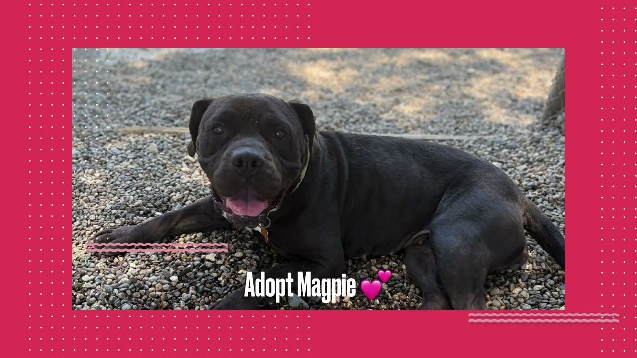 Enlarge MAGPIE, a Adoptable mixed breed in Pasadena, CA video 3/5
