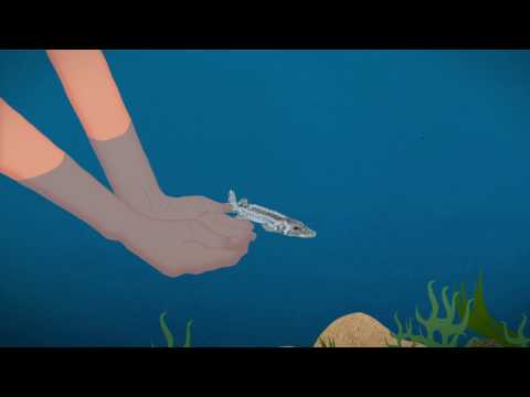 Wanderfisch: Durch Zeit und Fluss - Auf Wanderschaft mit dem Stör