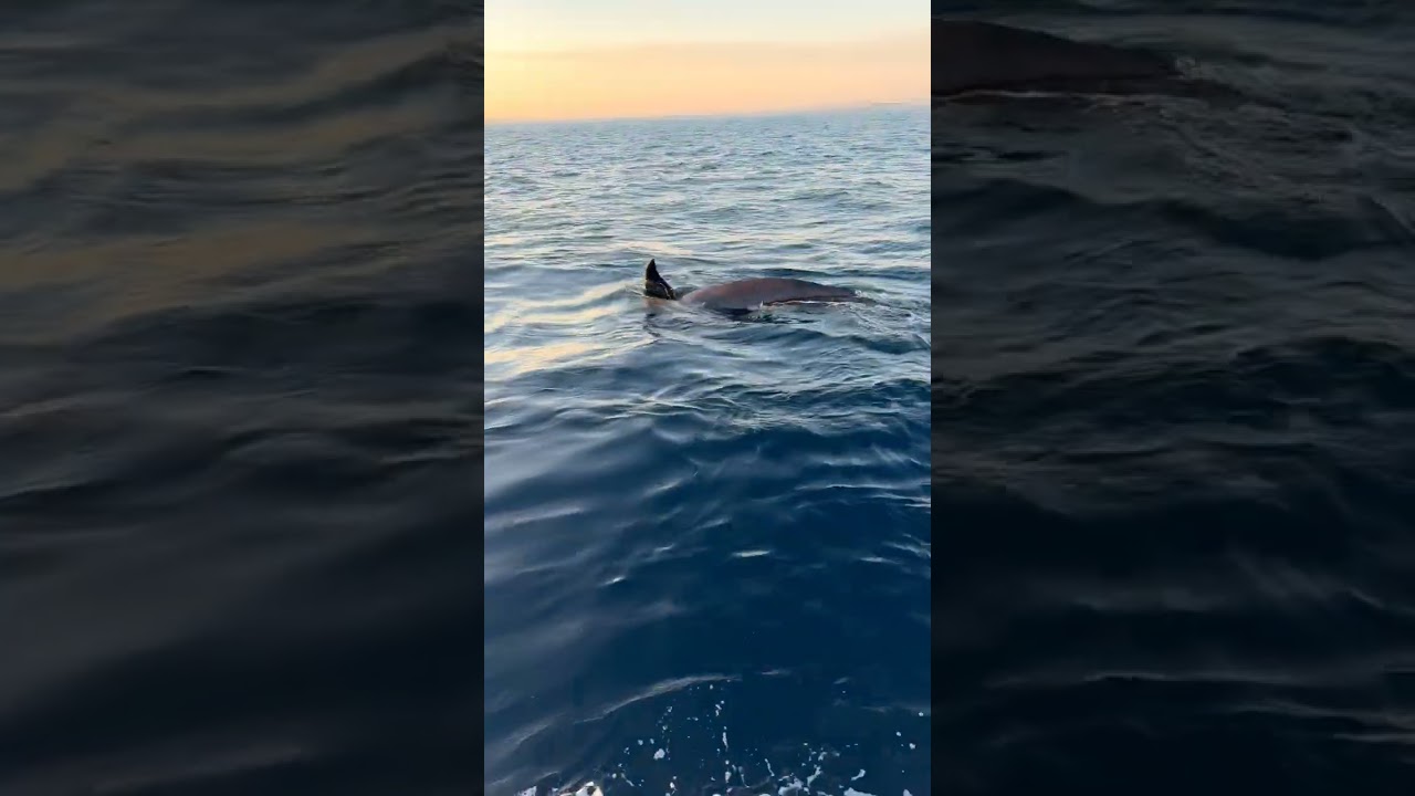 Orcas Vs Beneteau 393. They nearly sank the yacht! Coastguard and Helicopter Rescue Required.