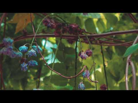 download lagu mp3 mp4 Hasert, download lagu Hasert gratis, unduh video klip Hasert