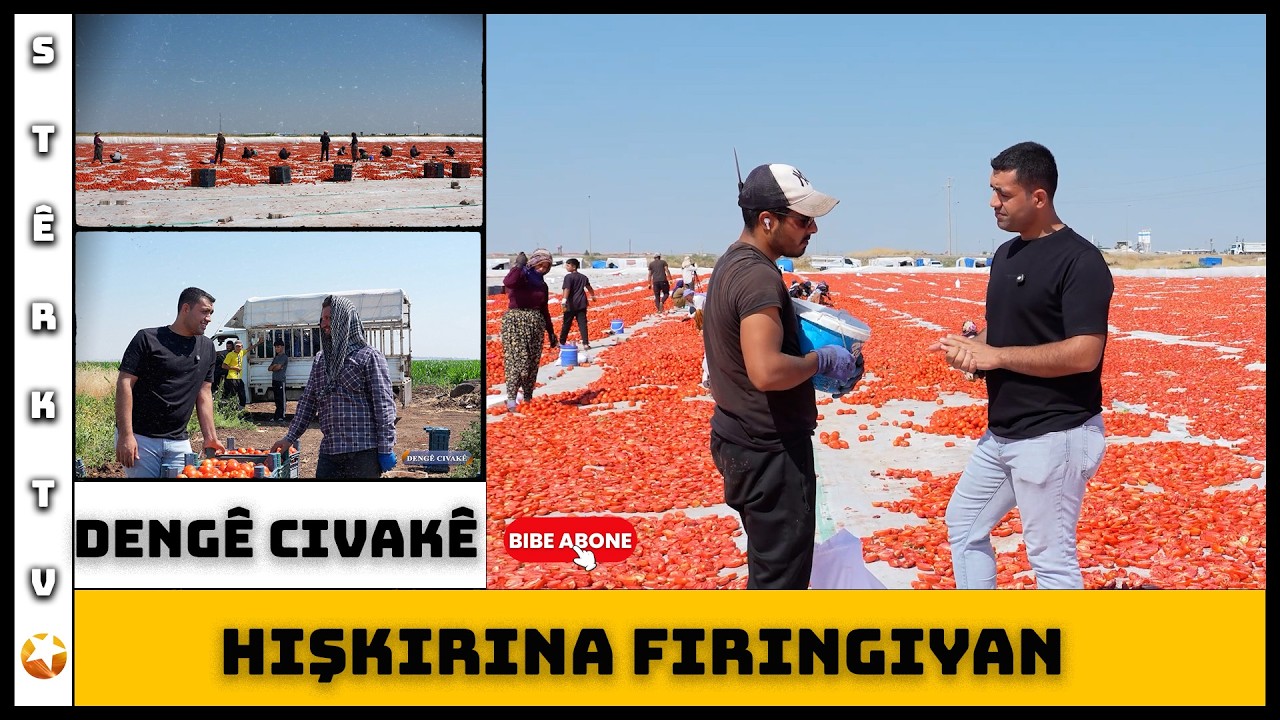 Dengê Civakê - Hişkirina Firingiyan