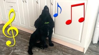 СОБАКА ПОЕТ ПЕСНЮ И ПОДПЕВАЕТ И ПЛАЧЕТ С РЕБЕНКОМ - ЮМОР ПРИКОЛ