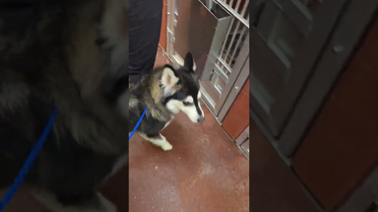 Enlarge Lily, a Adopted mixed breed in Boulder, CO video 2/3