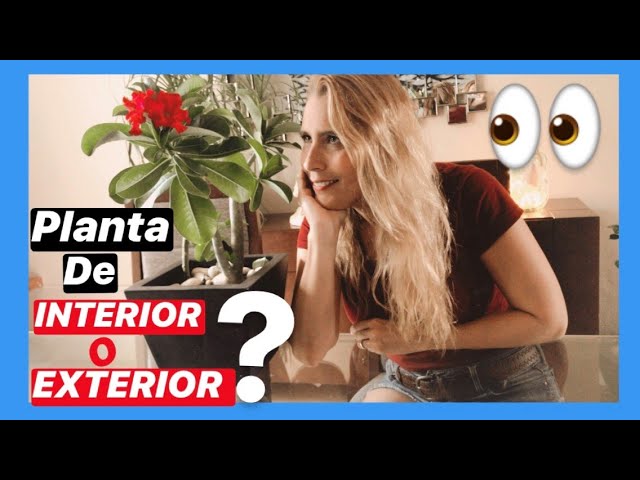 Vídeo relacionado con Rizomas rosa del desierto, Perenne tubérculos Adenium obesum, Plantación al aire libre, Macetas de interior y exterior-1 rizoma-j