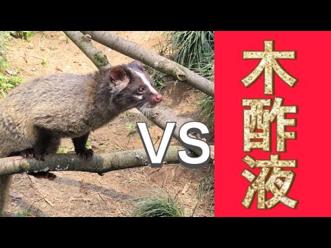 アライグマを追い払う 自然と動物