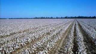 Credence Clearwater Revival - Cottonfields
