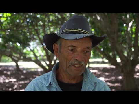 Campesinos favorecen la producción de frutas en #PuertoPadre