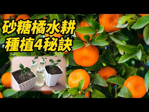 橘子 種植