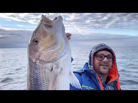 Traina con il calamaro vivo. Doppietta di dentici. Doppio strike in diretta
