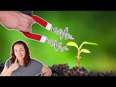 What happens when you put a magnet under a seed?!