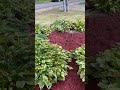 Before and after! #landscape#landscaping#beforeandafter#satisfying#lawncare#lawn#transformation#1k￼