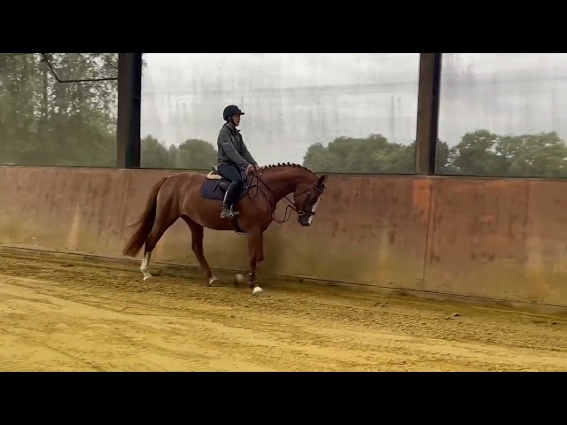 Riding and Jumping movie Emmalique RV Z at home.